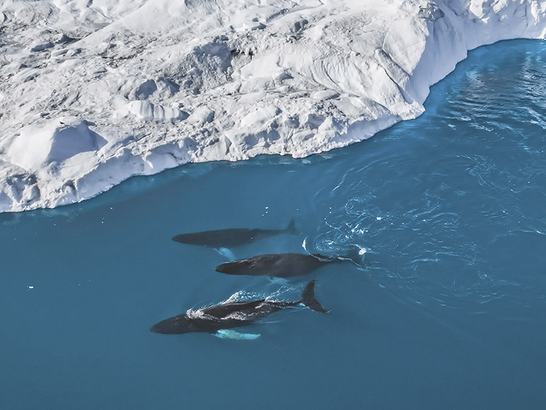 Pod of humpback whales