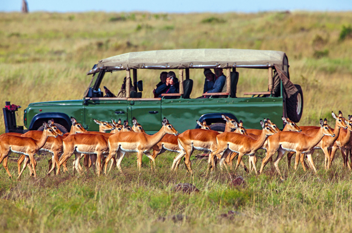 Gazelles in Africa on Safari