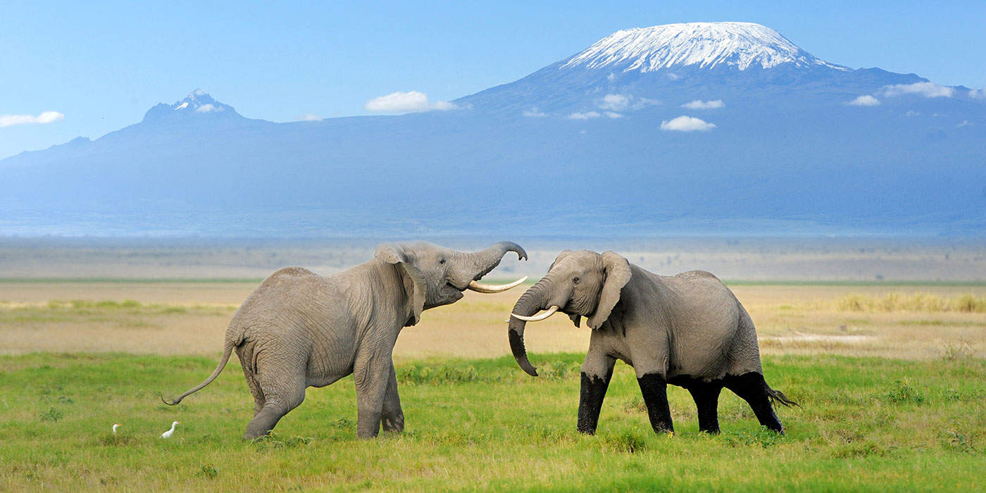 Elephants at Amboseli National Park Kenya