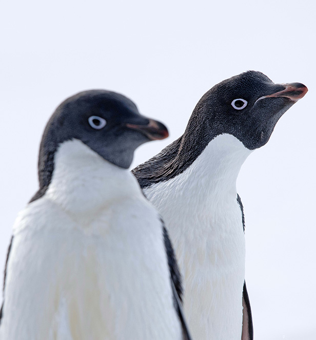 Adelie Penguins in Cape Denison, East Antarctica