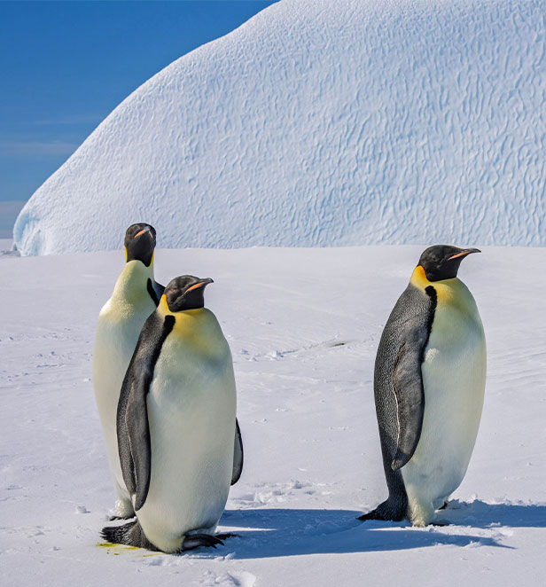 3 emperor penguins on snow