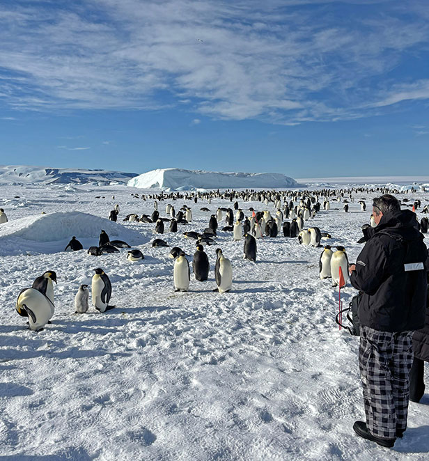 emperor penguins on snow with people watching
