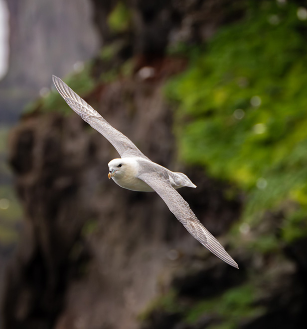 Bird flying