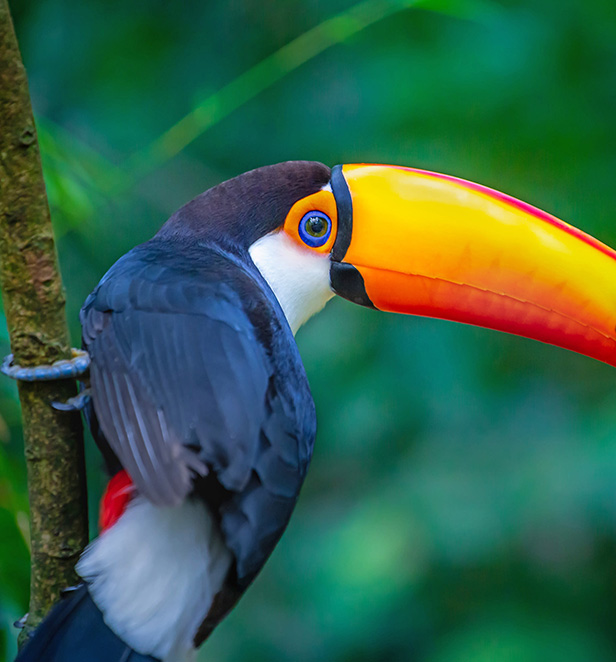 Toucan in Brazil