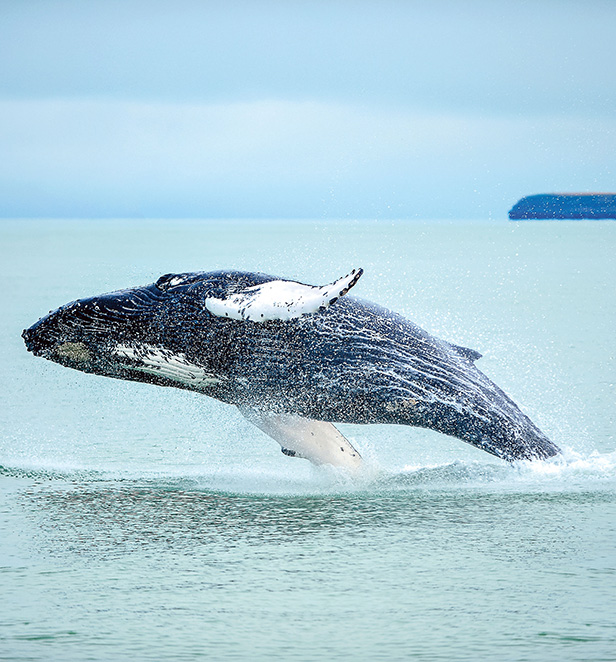 Humpback whale breaching in Husavik, Iceland