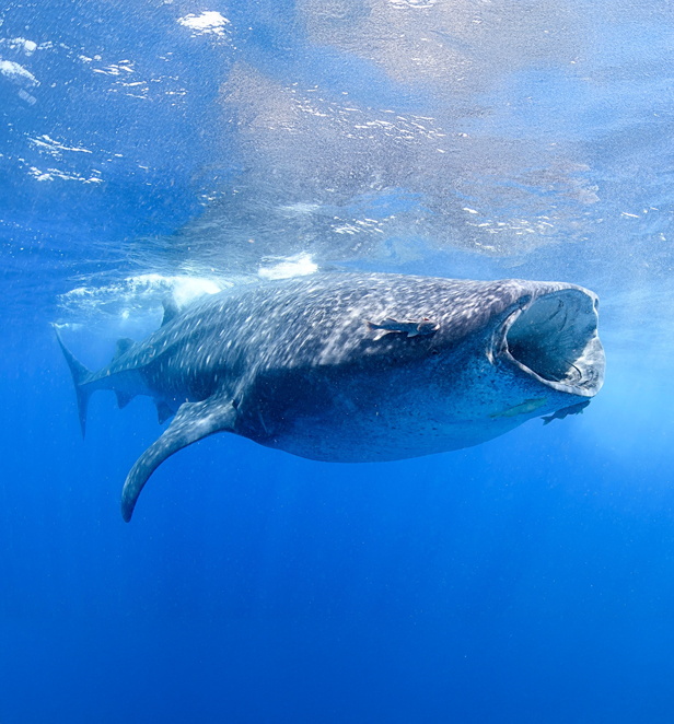 Whale Shark in Mexico