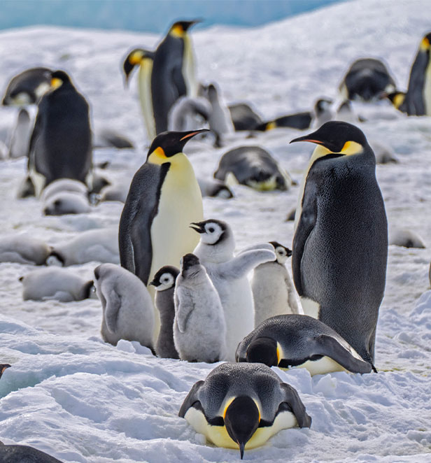 adult and baby penquins on the snow 