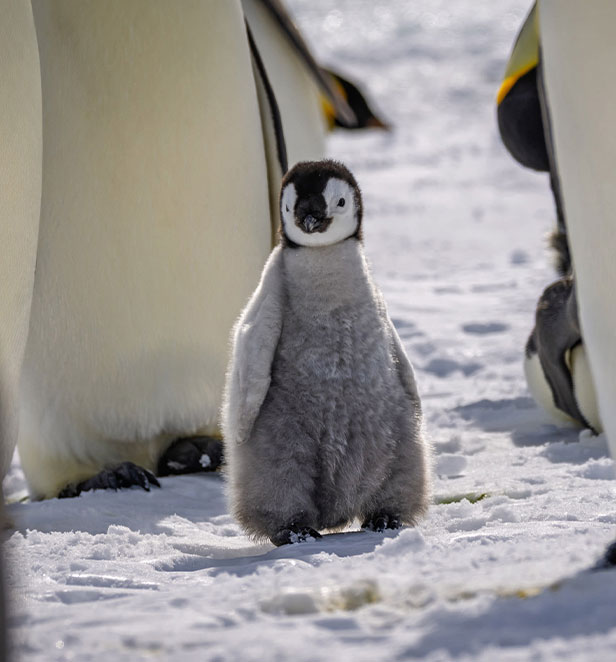 baby emperor penquin on snow with adult penguins behind