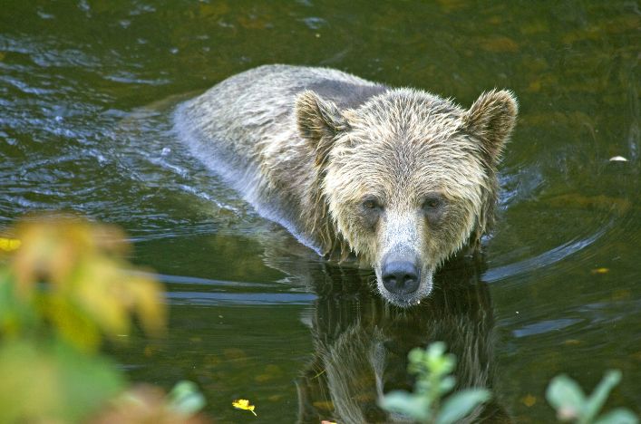 Grizzly bear in Knight Inlet, Canada