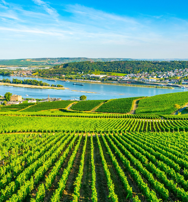Vinyards in Ru Desheim