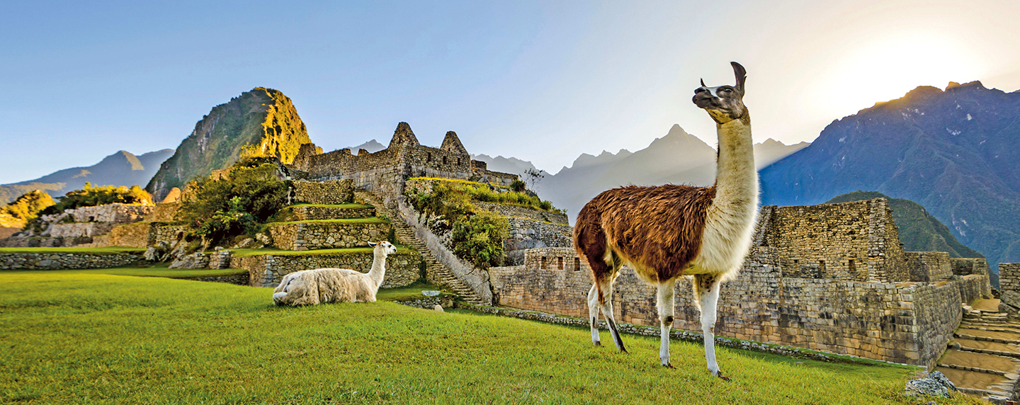 Llamas in Machu Picchu, Peru