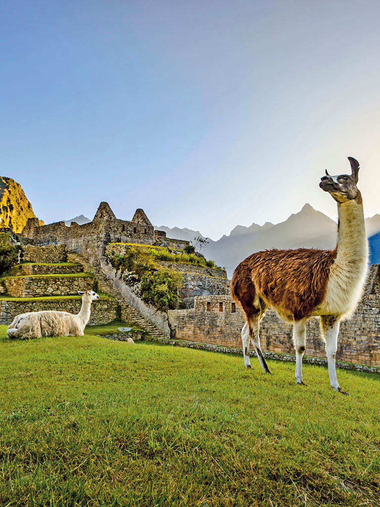 Llamas in Machu Picchu, Peru