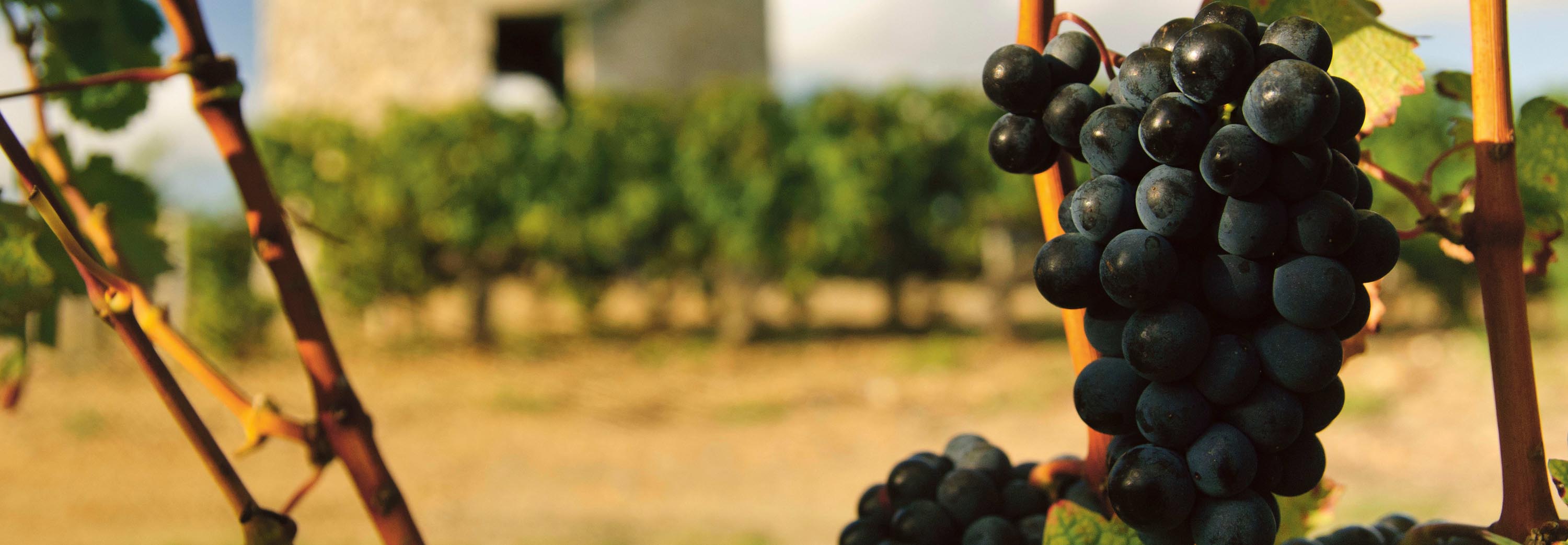 Vineyard, Médoc, France