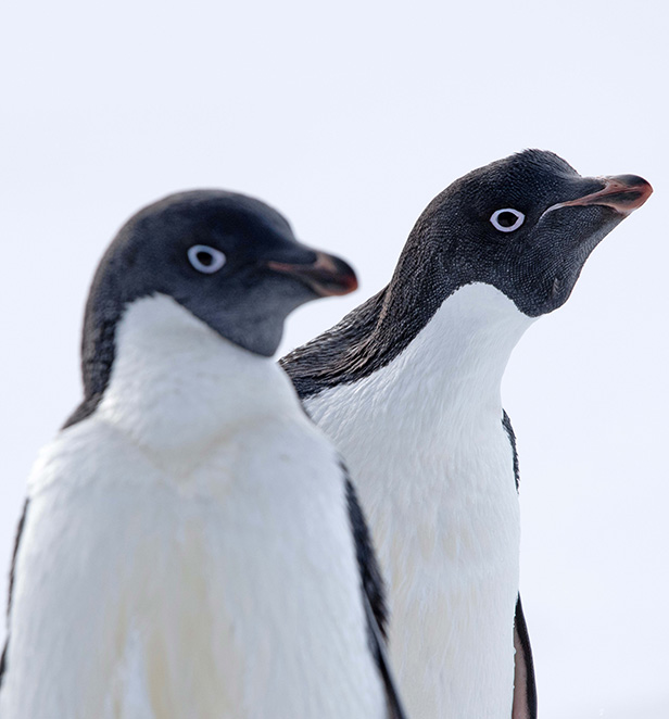 Adelie Penguins in Cape Denison, East Antarctica