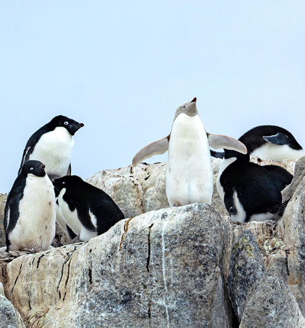 Leucistic Adelie penguins in Penguin Point, Watt Bay, East Antarctica