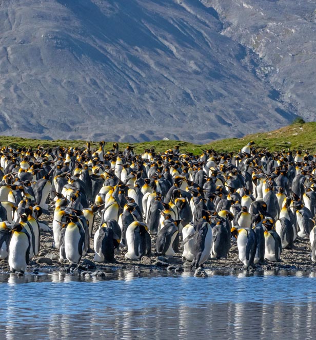King penguins in Fortuna Bay, South Georgia, Antarctica