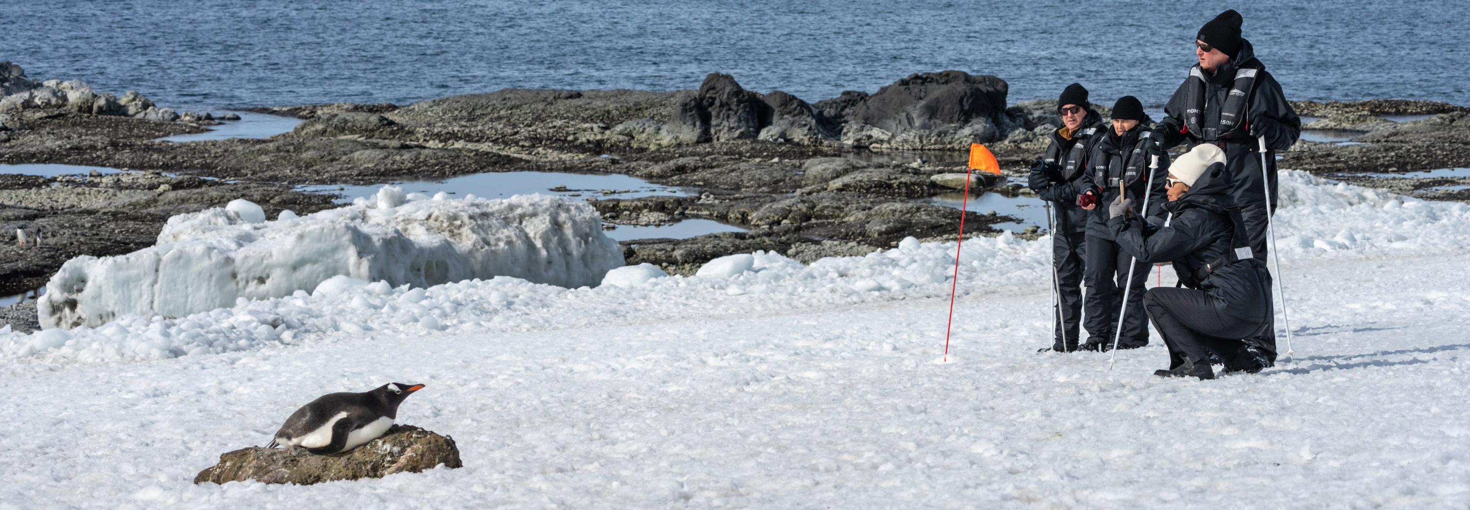 Tour guests in close proximity to resting penguin in Antarctica